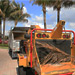 Arborcare crew member feeding dead Palm Tree branches to the wood chipper
