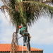 Crew member using a ladder to reach the top of a Palm Tree