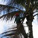 Crew Member removing dead leaves from a Palm Tree
