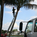 Crew member surveying a Palm Tree, with bucket truck in the foreground
