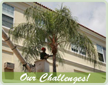 Arborcare team member giving a palm tree maintenance using a bucket truck
